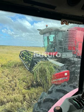 COLHEITADEIRA MASSEY FERGUSON 6690 ANO 2016