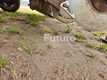 PLANTADEIRA SEMEATO PAR 2800 ANO 2006